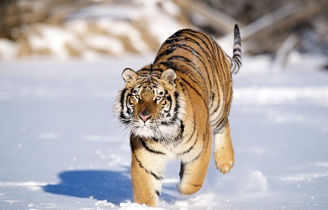 Двух амурских тигров выпустят весной в тайгу