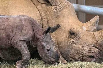 Ученые создали жизнеспособные эмбрионы из последних двух северных белых носорогов в мире