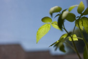 Хороший фотосинтез - не всегда хороший урожай