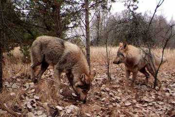 В Чернобыльском заповеднике восстановлена фауна