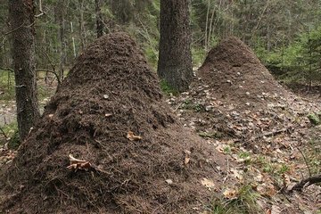 Муравьиные города стали памятником природы