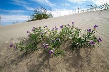 Туристы устроили огород на Куршской косе