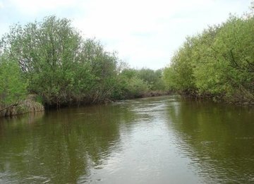 В реке Сереж массово гибнет рыба