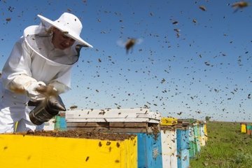 Эксперимент на ульях подтвердил опасения ученых: пчелы при потеплении климата погибнут